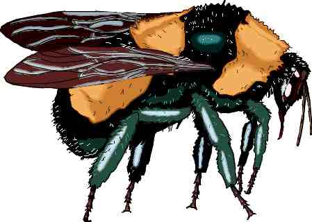 bee